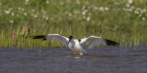 Avocette élégante - Recurvirostra avosetta - Pied Avocet
