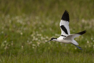 Avocette élégante - Recurvirostra avosetta - Pied Avocet