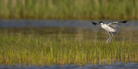 Avocette élégante - Recurvirostra avosetta - Pied Avocet