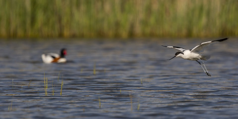 Avocette élégante - Recurvirostra avosetta - Pied Avocet