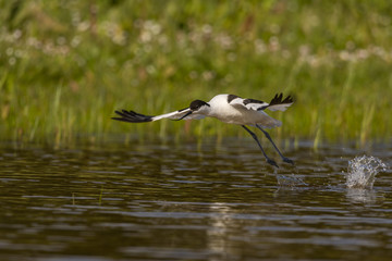 Avocette élégante - Recurvirostra avosetta - Pied Avocet