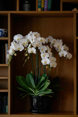 white flowers in vase in book shelf for decoration