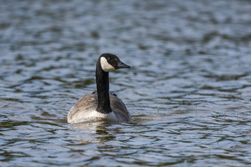 Oie Bernache du Canada - Branta canadensis - Canada Goose