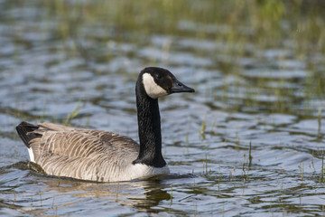 Oie Bernache du Canada - Branta canadensis - Canada Goose