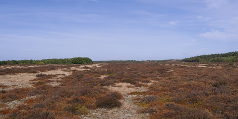 Laesoe / Denmark: View over the parched heathland between Holtemmen and Laesoe Klitplantage after three month without any rain in summer 2018