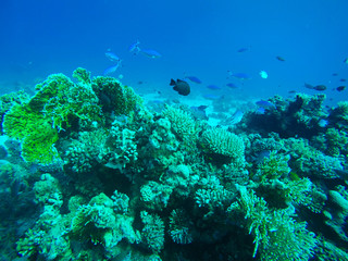 Fototapeta na wymiar Lunar Fusilier and Black Damselfish Swimming around Red Sea Coral Reef