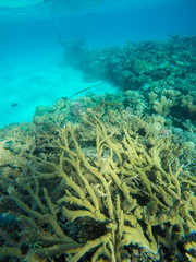 Naklejka na ściany i meble Needle Fish Swimming into Shallow Red Sea Reef Transparent Water