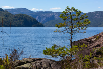 Fototapeta na wymiar Lonely pine grow on the stones on the shore of Norwegian fjord at sunny day, Telemark region, Southern Norway