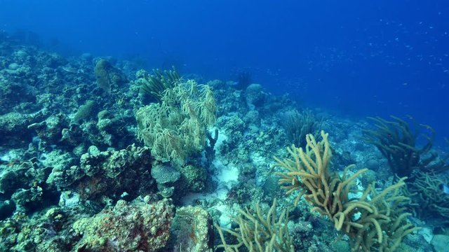 Seascape of coral reef in the Caribbean Sea around Curacao at dive site Mako's Mountain with various corals and sponges