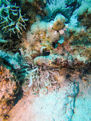 Fototapeta na wymiar Fish Swiming in Transparent Red Sea Water and Coral Reef Formations in Egypt