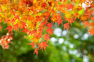 紅葉