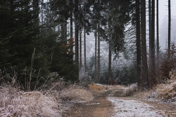 Frostiger Morgen im Wald