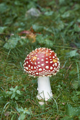 amanita