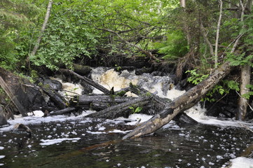 stream in the forest
