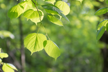 Fototapeta na wymiar Linden leaves in the sun on a background of green foliage in the forest 