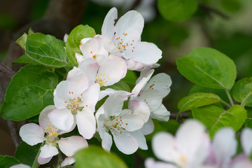 Apple blossoms in white on a background of green leaves in spring weather 