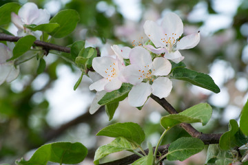 Apple blossoms in white on a background of green leaves in spring weather 