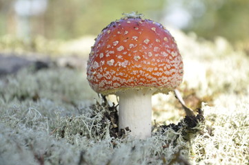 fly agaric mushroom in forest