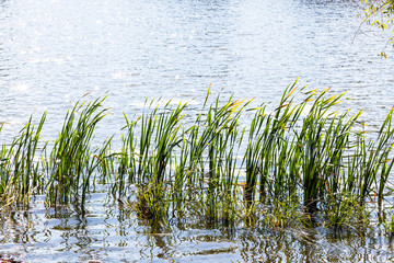 cane leaves in water of pond illuminated by sun