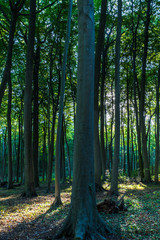 Gespensterwald