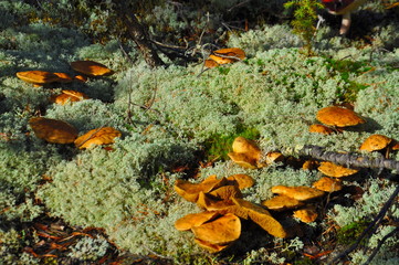 mushrooms goats in deer moss