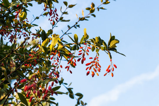 ripe fruits on barberry plant in autumn evening