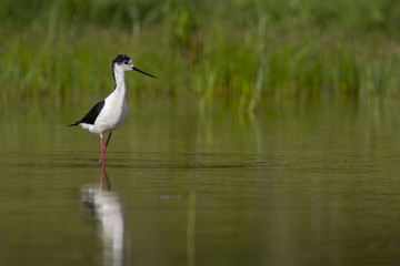 Échasse blanche - Himantopus himantopus - Black-winged Stilt