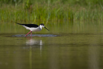 Échasse blanche - Himantopus himantopus - Black-winged Stilt