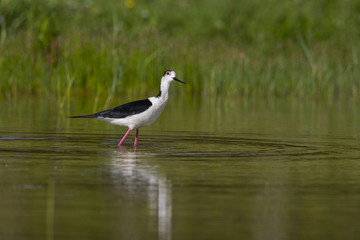 Échasse blanche - Himantopus himantopus - Black-winged Stilt