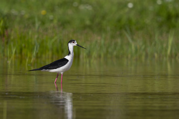 Échasse blanche - Himantopus himantopus - Black-winged Stilt
