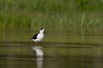 Échasse blanche - Himantopus himantopus - Black-winged Stilt
