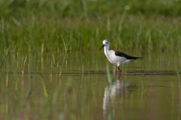 Échasse blanche - Himantopus himantopus - Black-winged Stilt