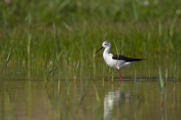 Échasse blanche - Himantopus himantopus - Black-winged Stilt