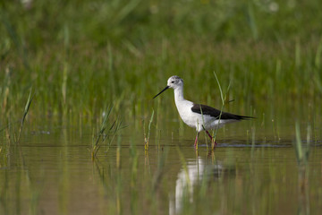 Échasse blanche - Himantopus himantopus - Black-winged Stilt
