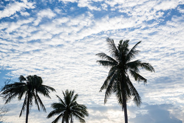 Fototapeta na wymiar coconut tree silhouette with tiny white cloudy spread on blue sky. image for background, wallpaper and backdrop. scenery travel by nature on holidays concept.