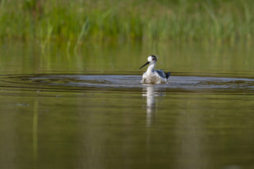 Échasse blanche - Himantopus himantopus - Black-winged Stilt
