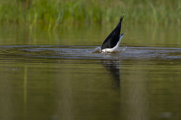 Échasse blanche - Himantopus himantopus - Black-winged Stilt
