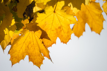 Yellow maple leaves