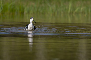 Échasse blanche - Himantopus himantopus - Black-winged Stilt