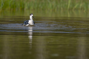 Échasse blanche - Himantopus himantopus - Black-winged Stilt