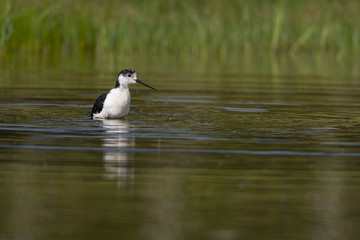 Échasse blanche - Himantopus himantopus - Black-winged Stilt