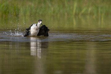 Échasse blanche - Himantopus himantopus - Black-winged Stilt