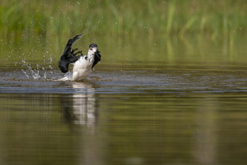 Échasse blanche - Himantopus himantopus - Black-winged Stilt