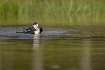 &Eacute;chasse blanche - Himantopus himantopus - Black-winged Stilt