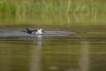 Échasse blanche - Himantopus himantopus - Black-winged Stilt