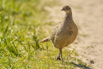 Faisan de Colchide - Phasianus colchicus - Common Pheasant