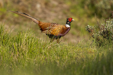 Faisan de Colchide - Phasianus colchicus - Common Pheasant