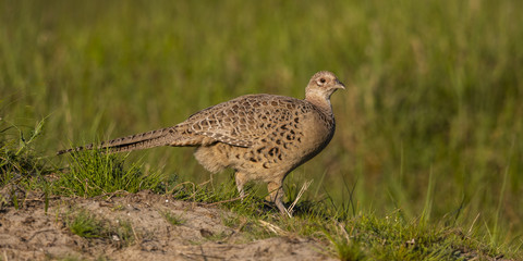 Faisan de Colchide - Phasianus colchicus - Common Pheasant