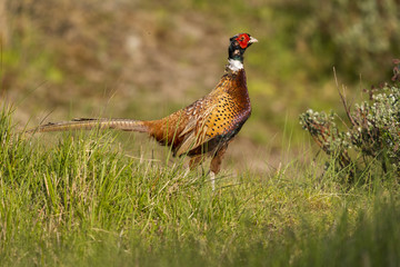 Faisan de Colchide - Phasianus colchicus - Common Pheasant