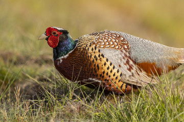 Fototapeta premium Faisan de Colchide - Phasianus colchicus - Common Pheasant
